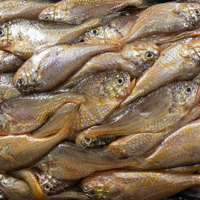 남도 신안 생물 황석어(깡다리)3kg, 1개, 단품