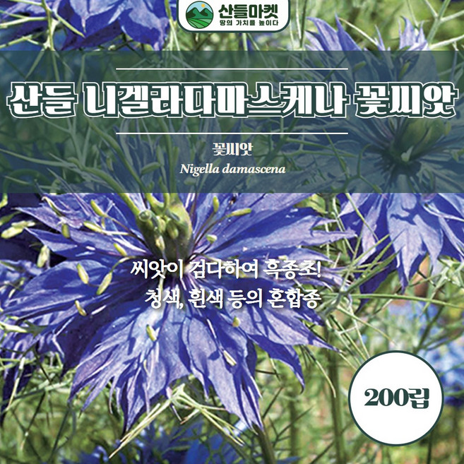 산들마켓 니겔라다마스케나 꽃씨앗 200립 씨앗이 검다하여 흑종초라 불리는 꽃씨 종자, 4개