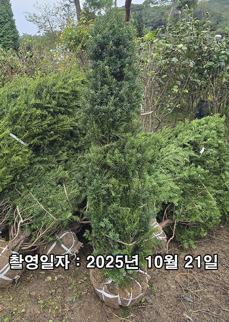 착한가격 나무생각 / 주목나무 / 1.7~1.8m, 1개