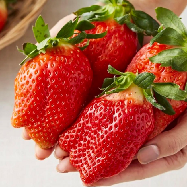 간편한식탁 오늘수확 농가 안전배송 대왕 킹스베리 딸기, 1박스, 킹스베리 왕특 400g