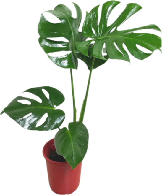 萬花叢 觀葉植物 龜背芋 室內盆栽 淨化空氣, 綠, 1個