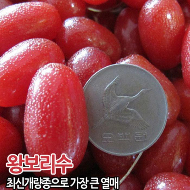 왕보리수 보리수 나무 유실수 묘목- 삽목 2년생 세개묵음 CH173