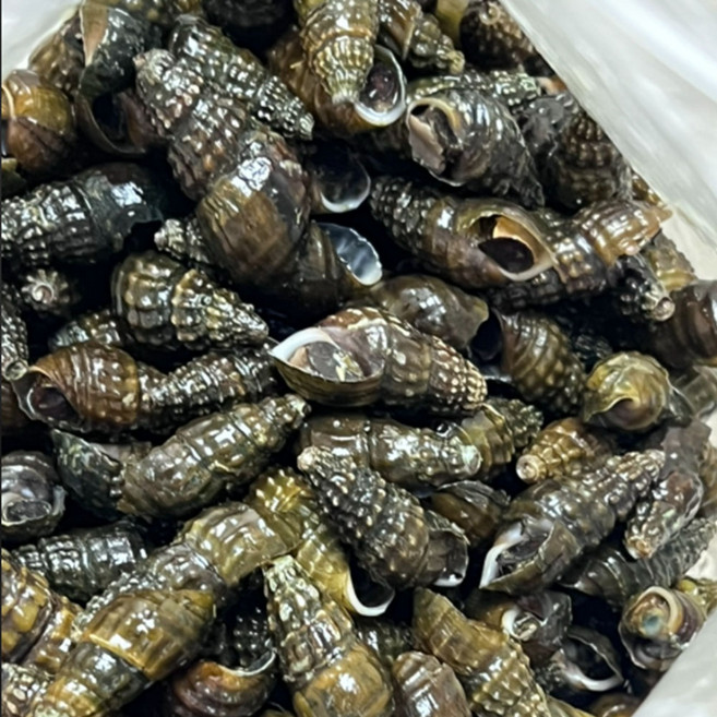 산지푸른 동강 자연산 올갱이 다슬기 생다슬기, 1개, 생다슬기 5kg