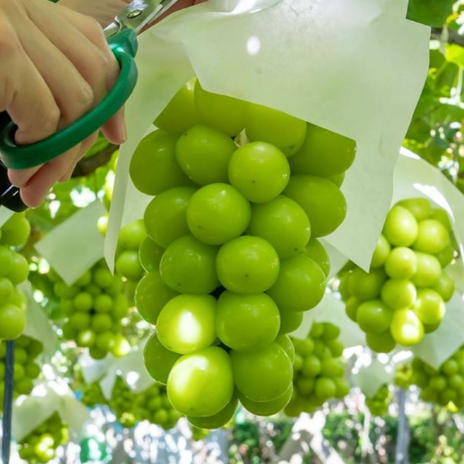 해따온 영천 망고포도 샤인머스켓, 1박스, 특등급 4kg 6수 이하