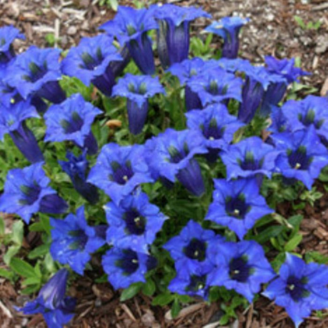 모종/용담/9cm비닐포트/세개셋트-다년생 야생화 SP748