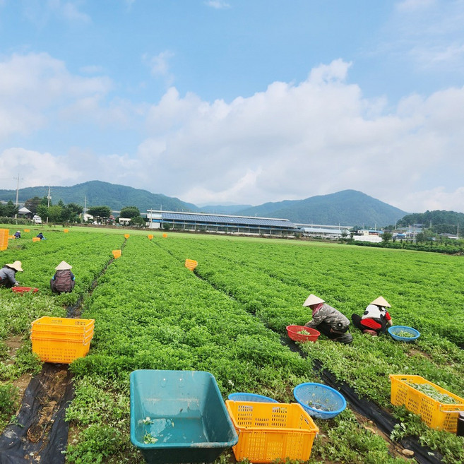 강원도 홍천 노지쑥 냉동쑥 쑥떡용 3.5kg이상, 1개, 3.5kg