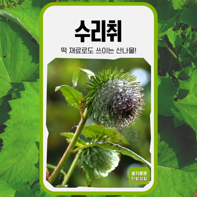 수리취 씨앗 100립 가람원 종자 모종 작물 텃밭 씨 주말농장 약초 약용 떡취 참취 곰취, 1개
