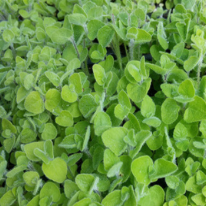 만삼모종(트레이포트) 100개 w