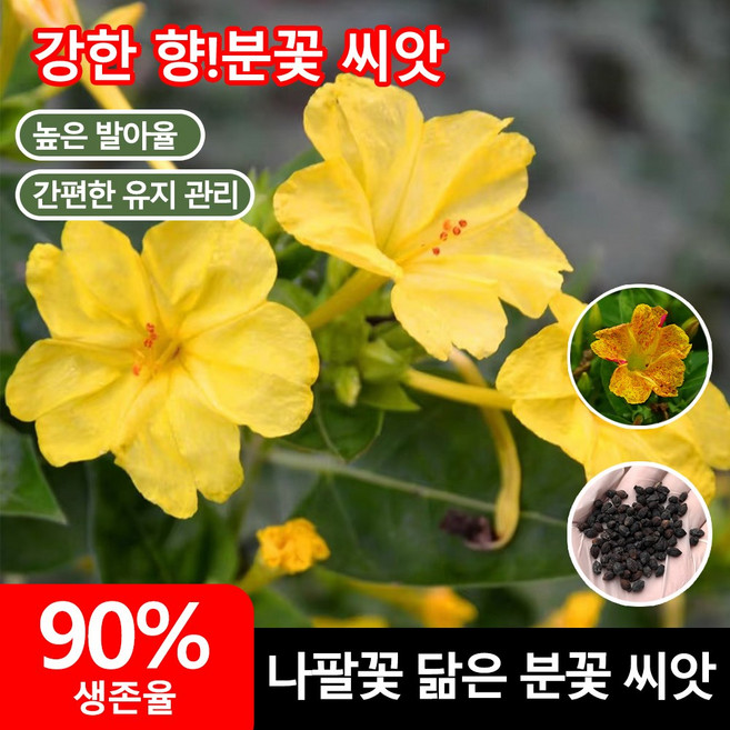 [당일배송 초보자 쉬운 재배 발아율90%] 쟈스민 꽃나무 강렬한 향의 매달린 재스민 씨앗 향기좋은 자스민 나무 늘어지는자스민 꽃나무씨앗, 50개