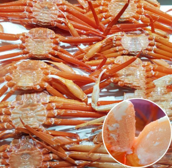 당일조업 울진 후포리 붉은대게 생물 자숙 홍게 5마리 1.7-1.8kg, 5개
