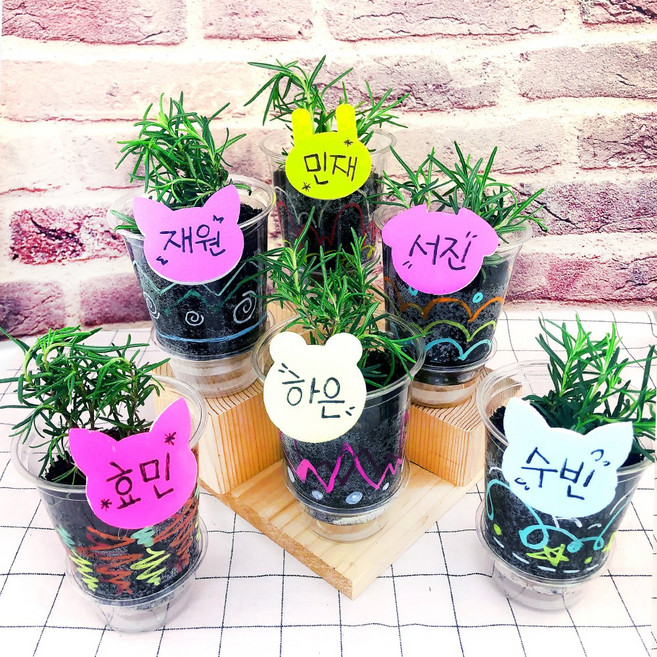 오렌지e몰 교과서에 나오는 허브 로즈마리 가꾸기 6인 관찰일지 포함, 단품