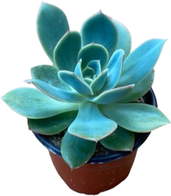 그린플랜트 다육식물 러우 1+1