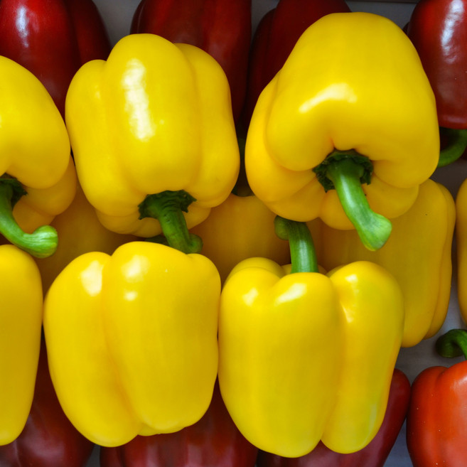 국내산 아삭한 피망 햇 파프리카, 1개, 1kg노랑