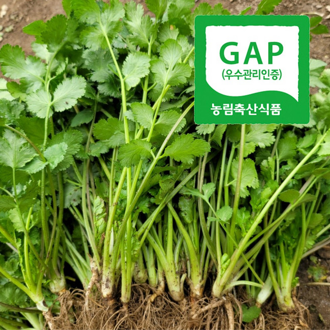 [신선N] GAP인증 광명농장 하우스 뿌리 비세척 고수, 1kg, 1박스