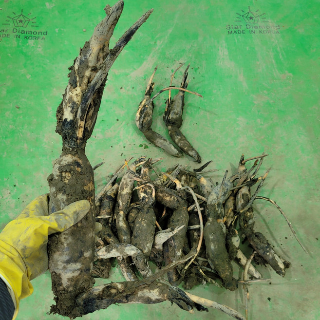 [초록땅] 흙 연근 종근 종자 1kg 모종 씨앗 심기, 1개