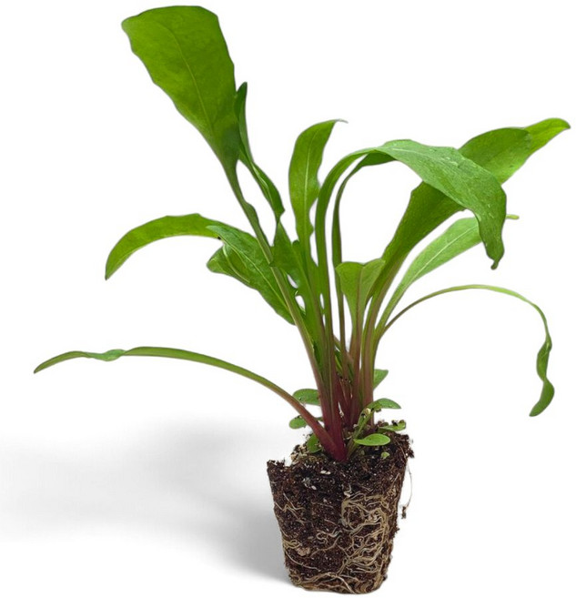 [오감] 적경 치커리 모종 가을 채소 적치커리 묘종, 21개