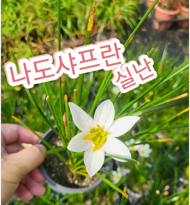 실난-나도샤프란 흰색/ 꽃말은 즐거움 지나간 행복, 1개