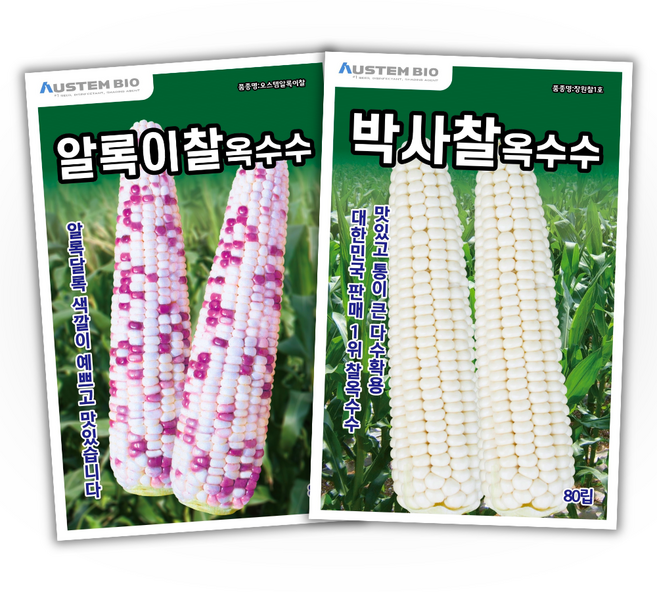 주주씨앗 오스템 찰옥수수 씨앗 2종세트 박사찰옥수수 씨앗 알록이찰옥수수 씨앗 옥수수종자 씨 백찰옥수수 흰옥수수 봄 파종 작물 씨, 1개