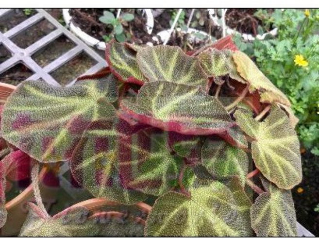 花花世界 綠籬植物 太陽海棠 葉心形5吋盆高15公分, 1個
