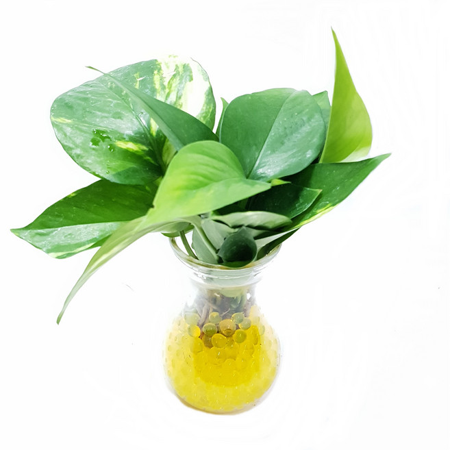 트리앤 젤리소일 1+1 푸딩병 개운죽 / 테이블야자 스킨답서스 아이비식물 워터비즈 답례품 공기정화식물 실내습도조절 유리병 칼라소일 칼라스톤 칼라자갈 색돌 수경식물, 13-2. 라인병 젤리 스킨(노랑) 1개