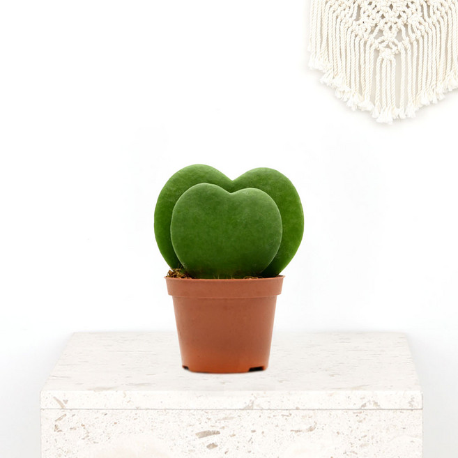 그린테라피 스투키 산세베리아 하트호야 사은품증정 정품 스투키 모종 실내공기정화식물 농장직영, 더블 하트 호야, 1개