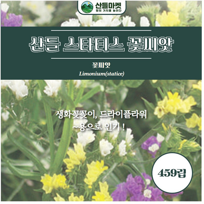 산들마켓 스타티스 씨앗 459립 꽃꽂이 드라이플라워용 허브씨 종자, 5개