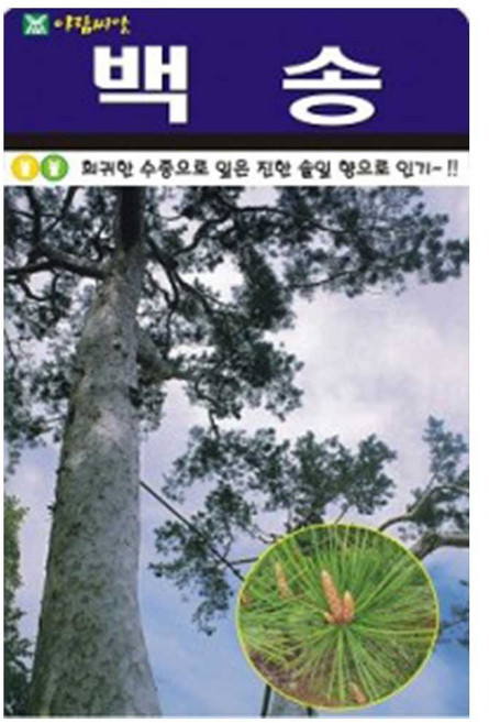 아람 백송 소나무 씨앗 100립, 4개