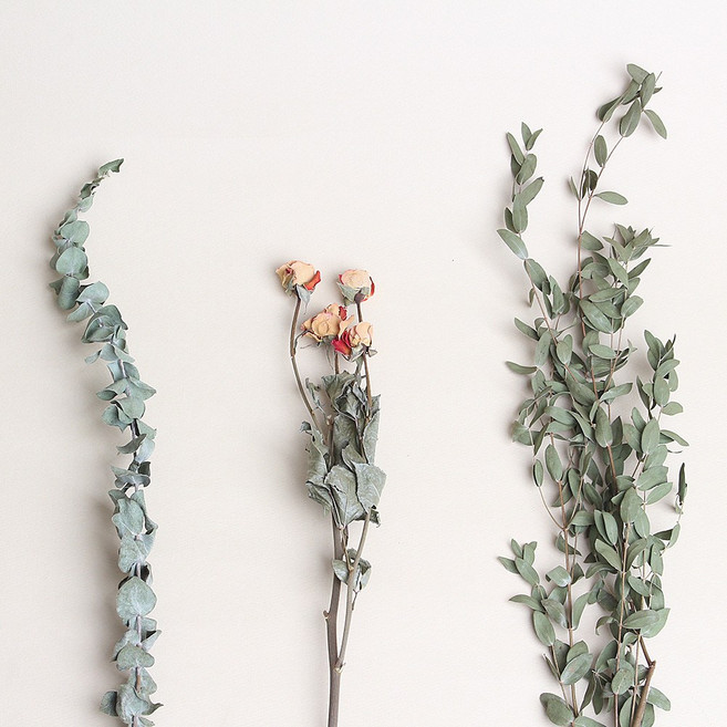 화연양화 드라이플라워 말린장미 유칼립투스 3종 세트 카페인테리어, 드라이플라워 3종 묶음