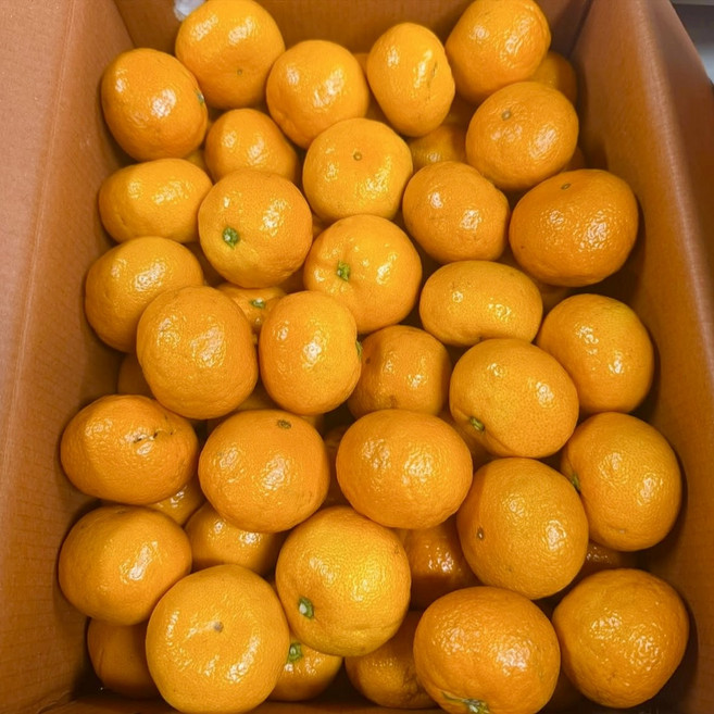 [초초특가] 15brix 상큼달콤 꿀당도 제주감귤, 1박스, 10kg(로얄과)