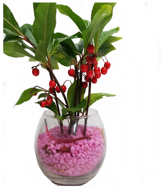 트리앤 1+1 푸딩병 개운죽 / 단지(1개) 아이비식물 테이블야자 천냥금 행운목 산데리아 홍콩야자 수경식물 수경재배, 75. 단지 천냥금(핑크) 1개, 1개