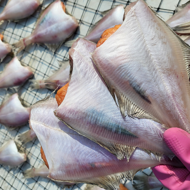[산지직송] 자연해풍 동해안 영덕 반건조 참가자미 가자미, 1개, 1kg(중/6-8미)