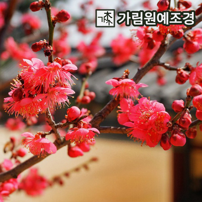 매화나무 홍매화(설중매) 묘목 R3cm분 가림원예조경, 1개