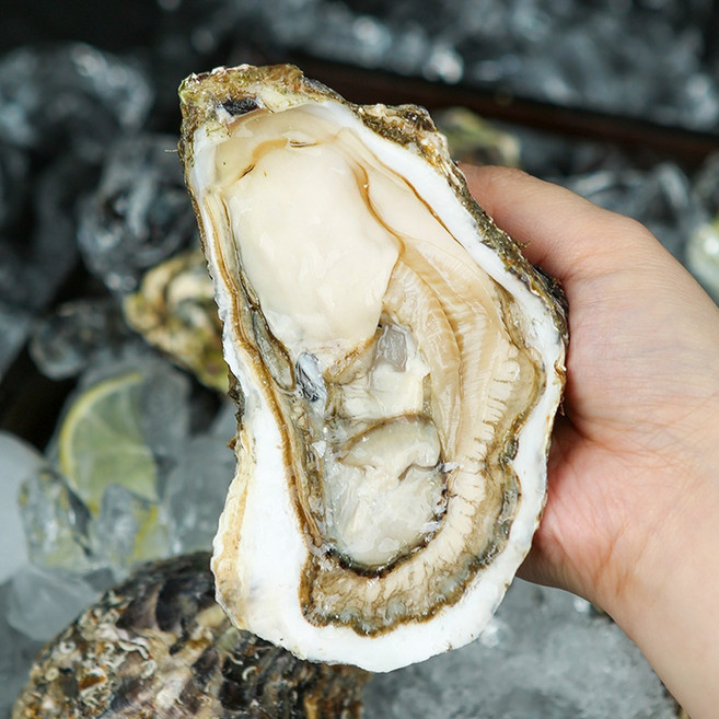 그대의밥상 산지직송 통영 삼배체굴, 1박스, 1kg (3미 내외)