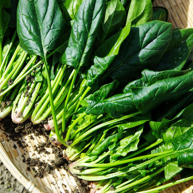 남해 시금치 산지직송 해풍맞은 보물초, 1박스, 3kg