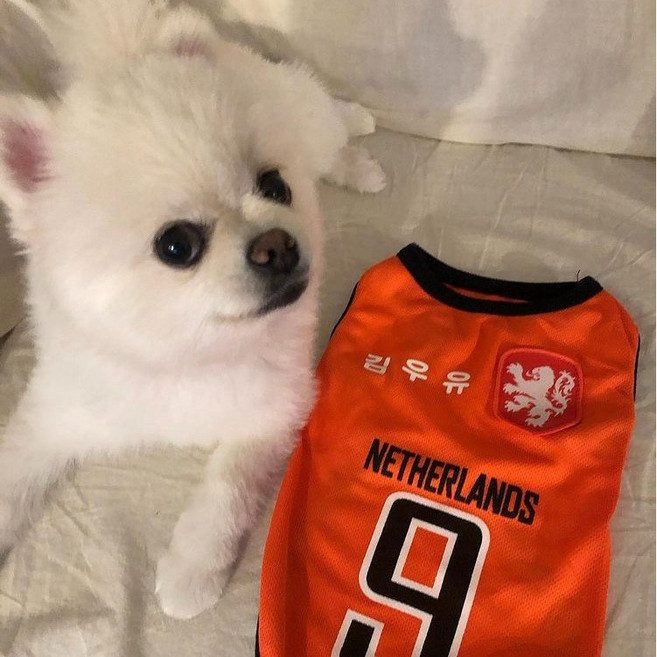 볼독 [이름각인가능]강아지 고양이 나시 티셔츠 중형견 옷 대형견 옷 웰시코기 옷 티셔츠, 1개, 네덜란드(주황색)