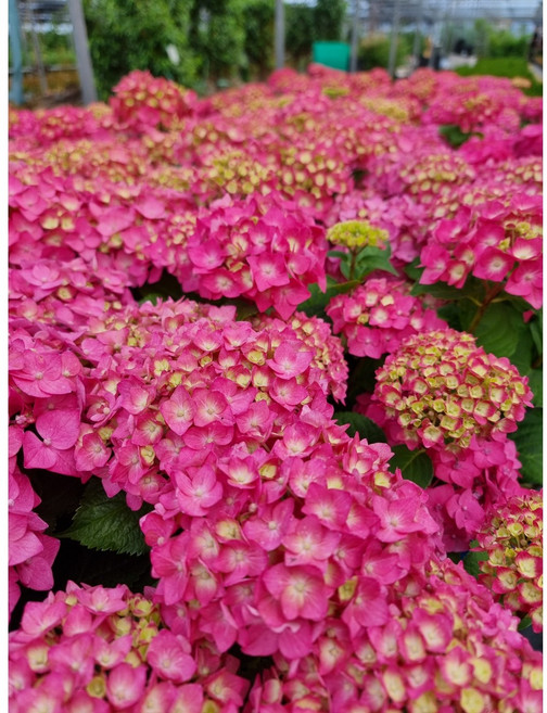 한뿌리묘목농원 수국나무 묘목 레드바론 3년생 특묘, 핑크, 1개