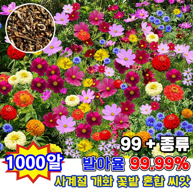 [높은 생존율] 사계절 들꽃 씨앗 봄에뿌리는꽃씨 야생화 혼합 씨앗 다년생 꽃씨 꽃밭 노지 실외 정원 혼합 꽃 씨앗, 1개