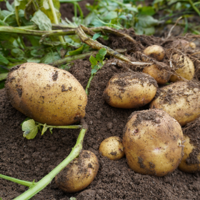 국내산 두백 햇 감자, 1박스, 5kg / 중 (50-70g)