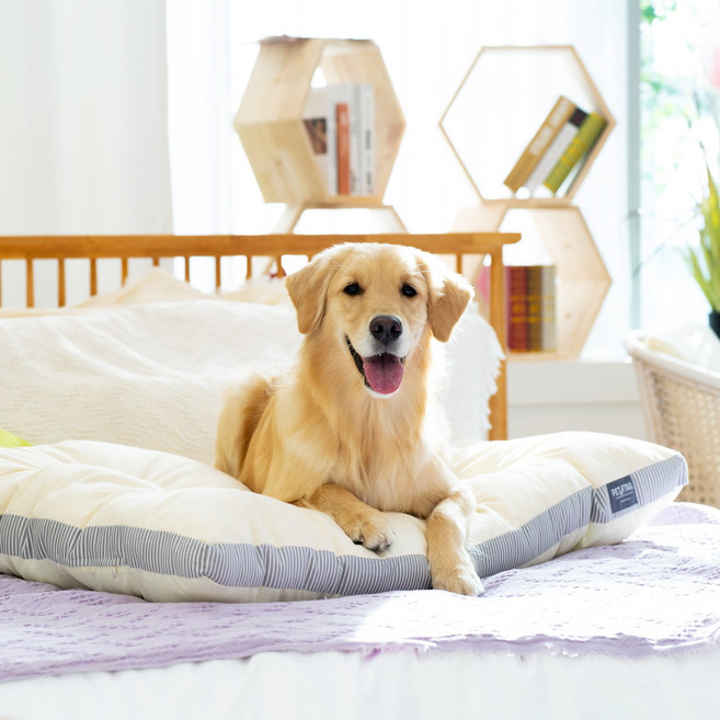 펫테일 강아지방석 쿠션 올독방석 켄넬방석 대형견 중형견 애견 면, 아이보리