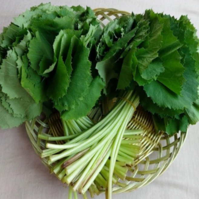 국산 머위나물 생머위잎 봄나물 머위순, 2kg, 1박스