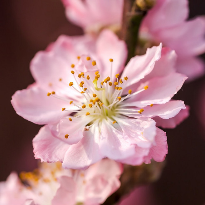 [충북농원] 옥매화 (풀또기) 매화나무 묘목 - R1~R3 분묘, 1개