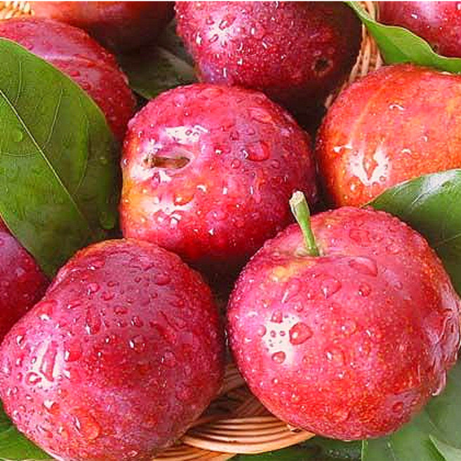 디어팜 GAP인증 달콤한 고품질 프리미엄 와촌자두, 1박스, 중소과 1kg(34과 내외)