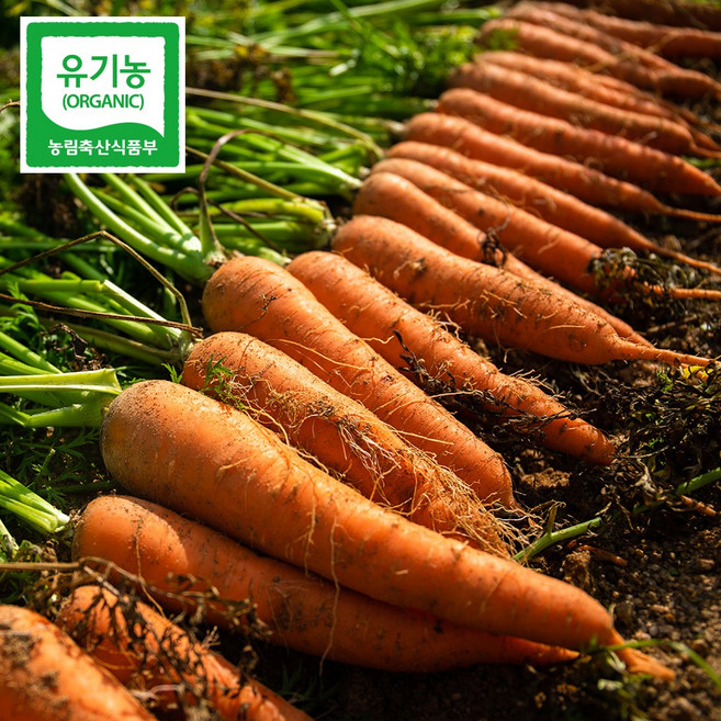친환경 유기농 당근 정품 국내산 이유식, 1개, 3kg