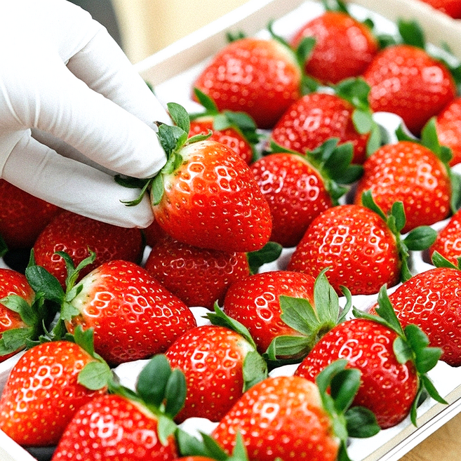 [농가직송] 당일수확 고당도 논산 프리미엄 설향딸기, 1개, 특품과 700g