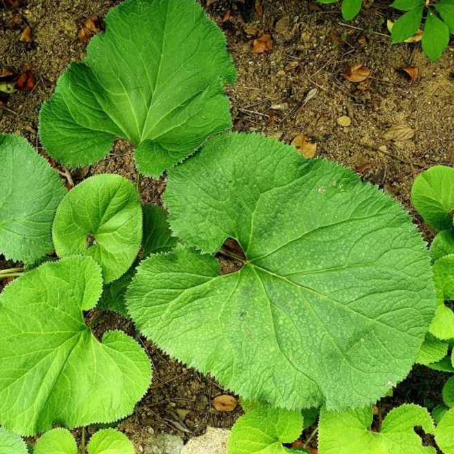 자연산 곰취 강원도 제철 산나물 생곰취 쌈채소 프리미엄, 1박스, 500g