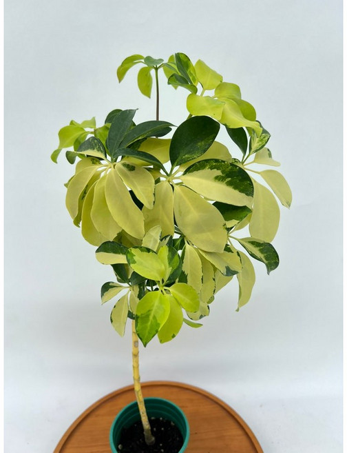 칼라홍콩야자 외목대 미세먼지제거 공기정화식물 제이팜, 1개