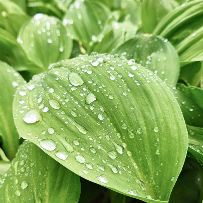 [가성비축제] 국산명이 백화점납품 초신선토종 명이나물, 1박스, 500g