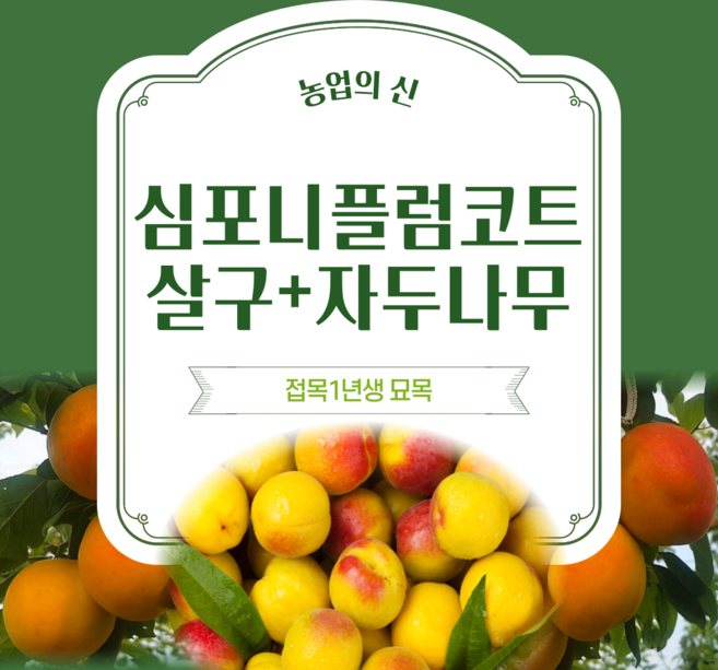 <경기농원>살구나무 묘목 1년생 (귀양금 플럼코트심포니 초하 하코트), 귀양금-특묘, 1개