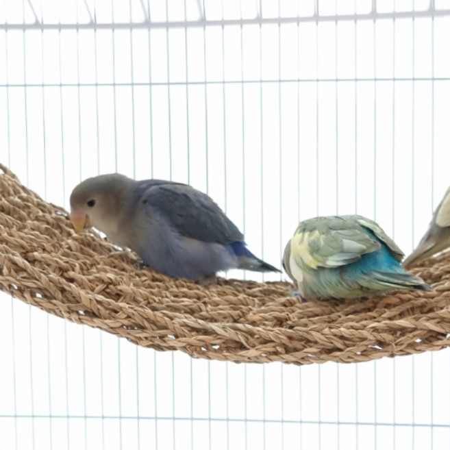 해초 매트 앵무새 해먹 놀이터 그네 장난감 새용품 횃대 평상, 1개, 직사각형28.5