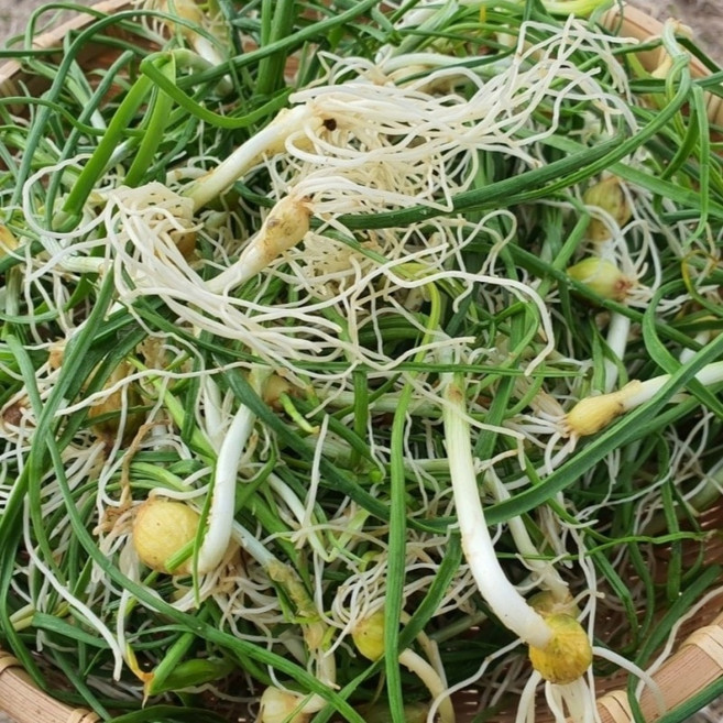 여수 해풍 노지 햇달래, 1개, 200g